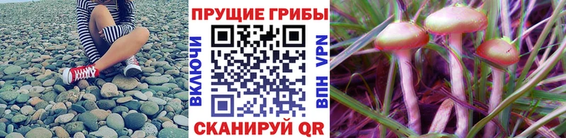 гидра tor  сайты даркнета наркотические препараты  Псилоцибиновые грибы прущие грибы  Долгопрудный 